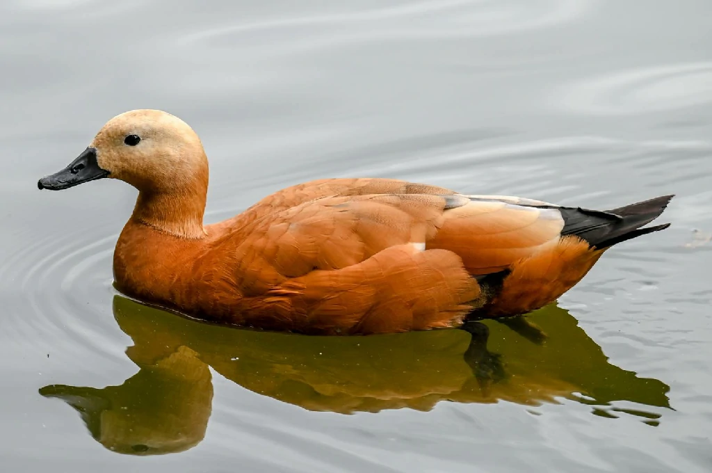 pato-ferrugíneo