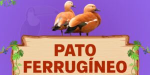 pato ferrugíneo