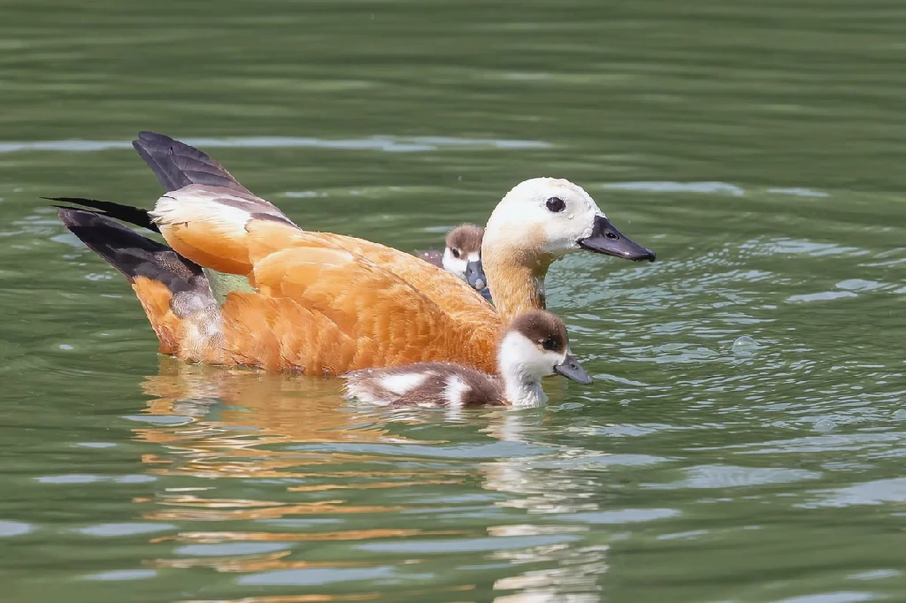 pato-ferrugíneo