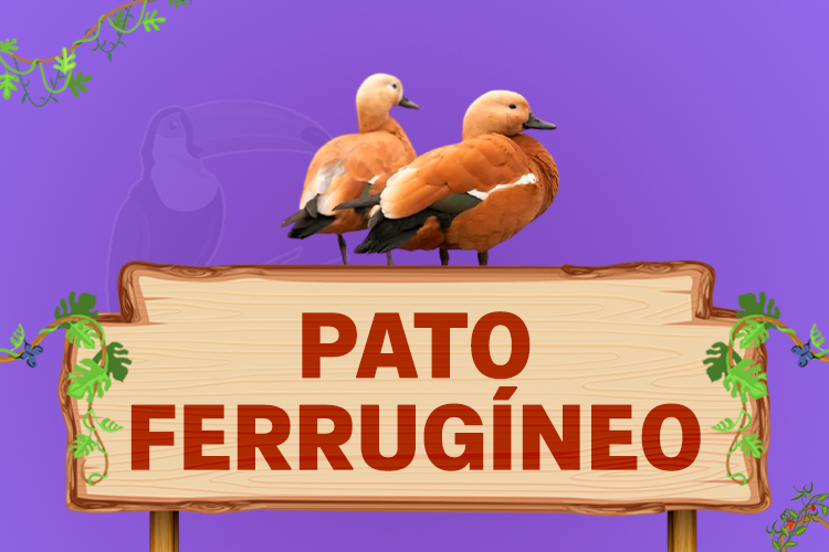 pato ferrugíneo