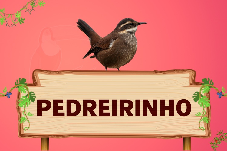 pedreirinho