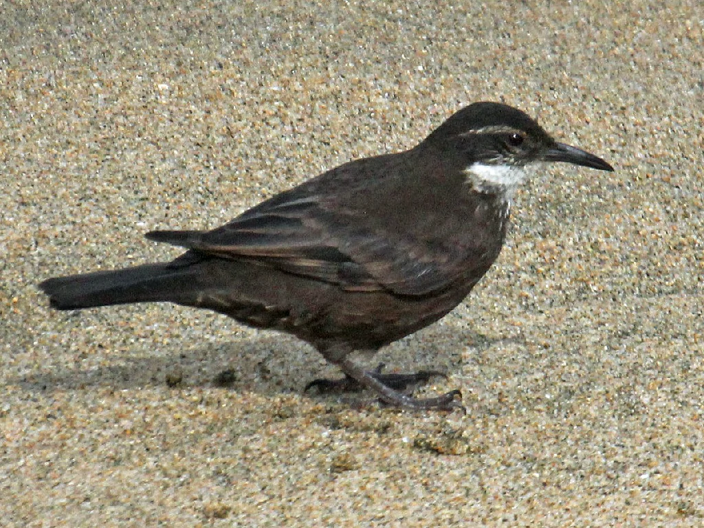 pedreirinho 