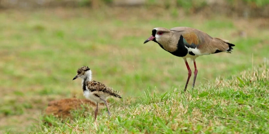 quero-quero