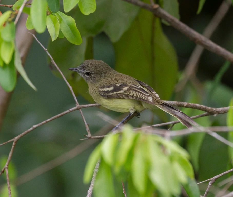 reproducao do amarelinho-da-amazonia