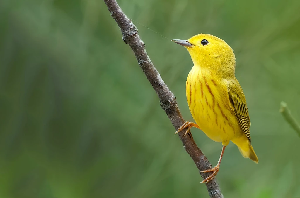 reproducao do bico-chato-amarelo