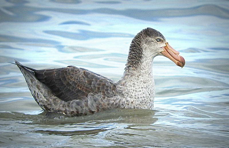 reproducao do petrel-grande-do-norte