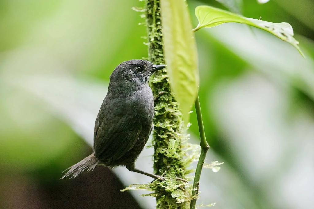 reproducao do tapaculo-da-chapada-diamantina