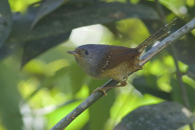 reproducao do tapaculo-pintado