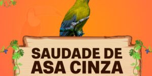 saudade-de-asa-cinza