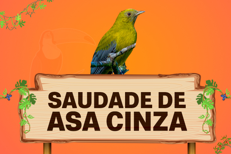 saudade-de-asa-cinza