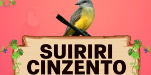 suiri cinzento