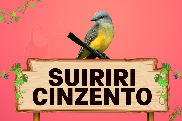 suiri cinzento