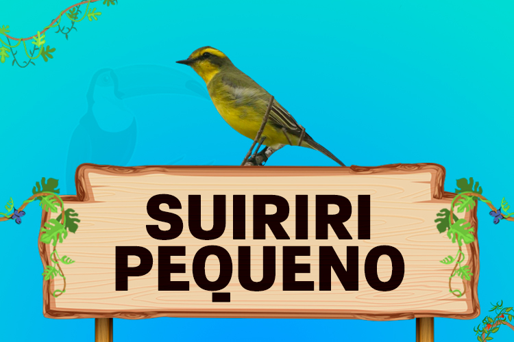 suiriri pequeno