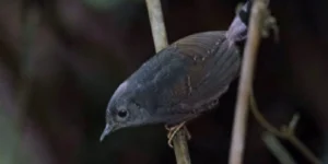 tapaculo-da-chapada-diamantina