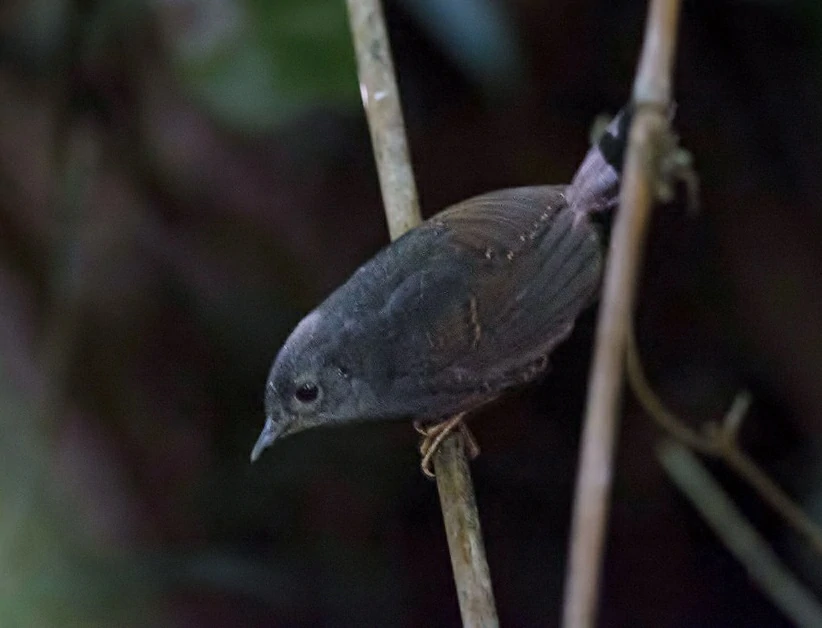 tapaculo-da-chapada-diamantina