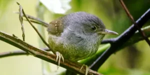 tapaculo-pintado