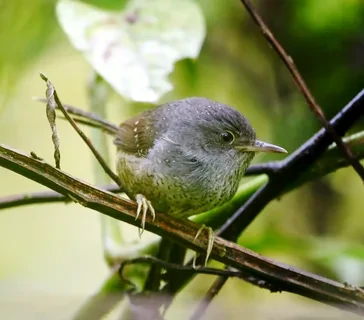 tapaculo-pintado