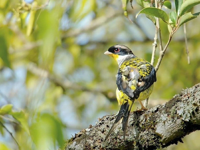 tesourinha-da-mata 