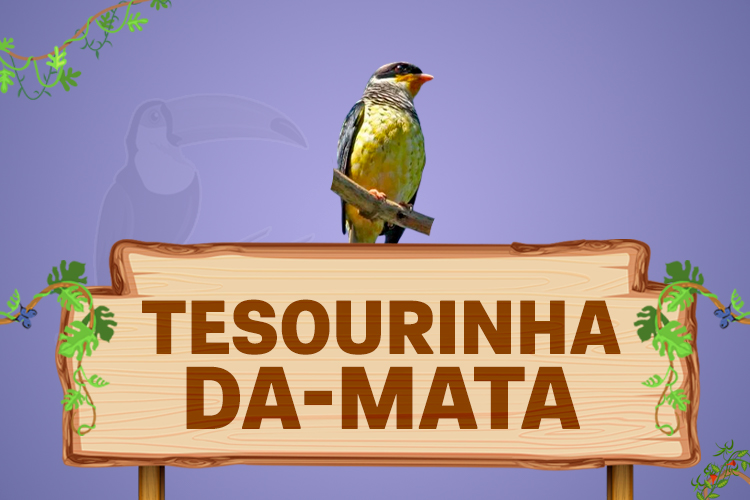 tesourinha da mata