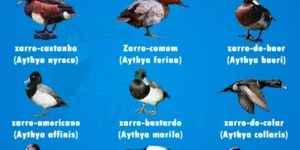 tipos de zarro