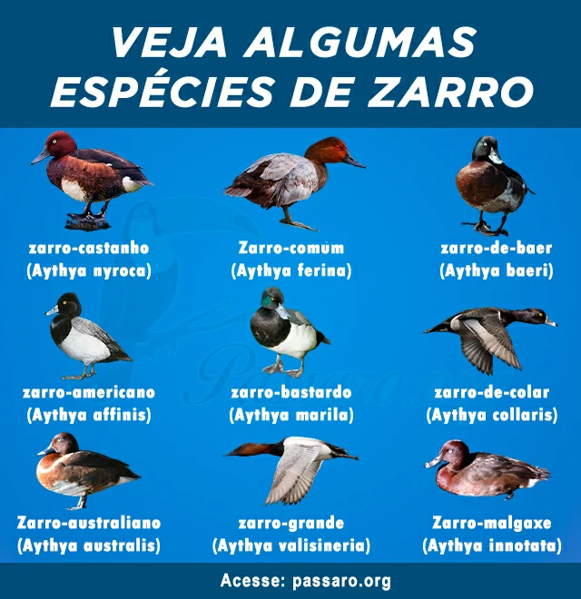 tipos de zarro