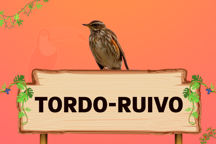 touro ruivo