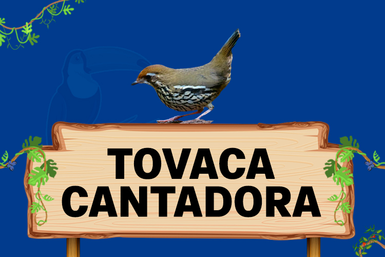 tovaca cantadora