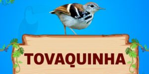 tovaquinha