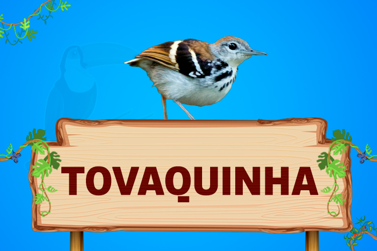 tovaquinha