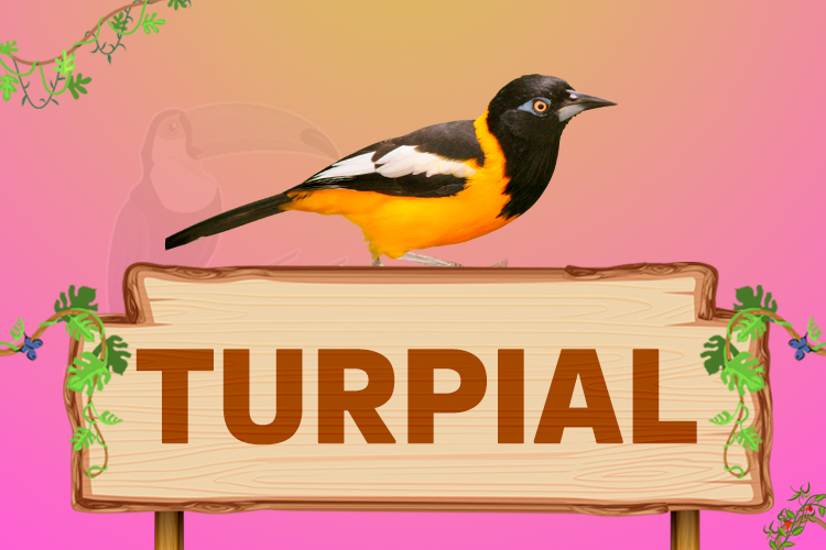 turpiral