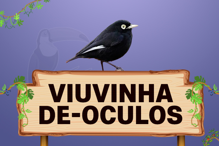 viuvinho de oculos