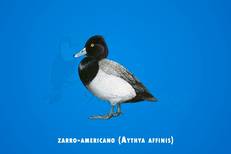 zarro-americano (aythya affinis)