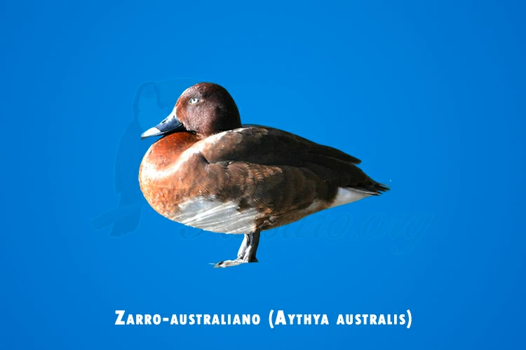 zarro-australiano (aythya australis)
