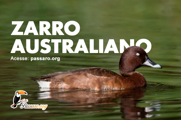 zarro australiano