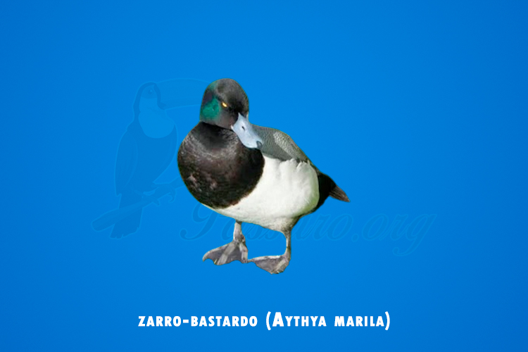 zarro-bastardo (aythya marila)