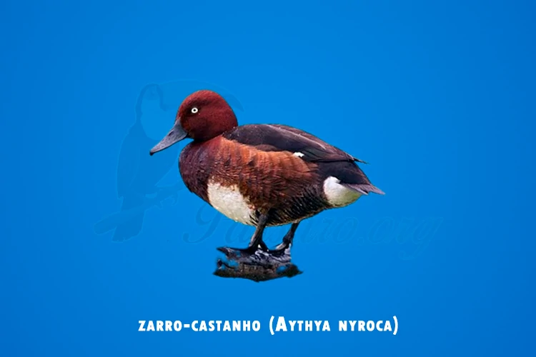 zarro-castanho (aythya nyroca)