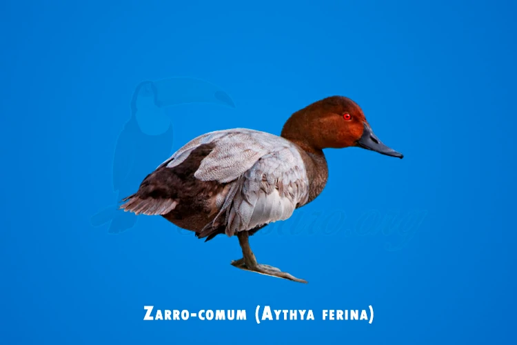 zarro-comum ( aythya ferina )