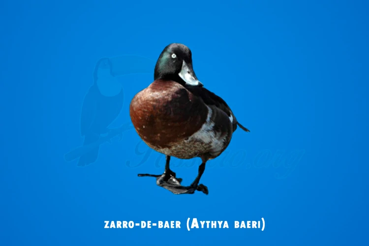 zarro-de-baer (aythya baeri)