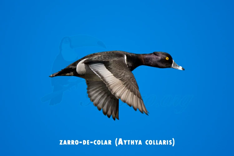 zarro-de-colar (aythya collaris)