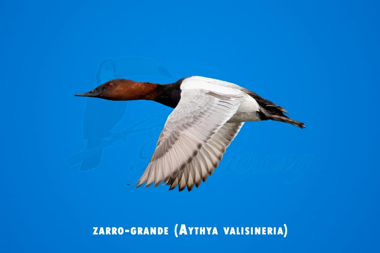 zarro-grande (aythya valisineria)