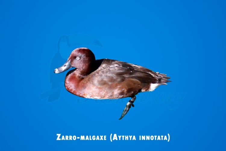 zarro-malgaxe ( aythya innotata)
