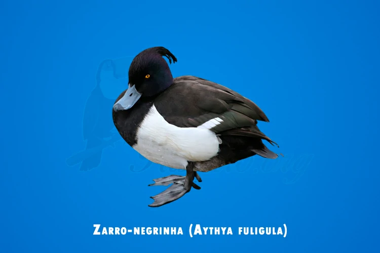 zarro-negrinha (aythya fuligula)