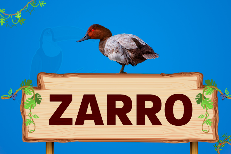 zarro