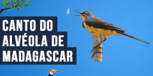 Canto do Alvéola de madagascar