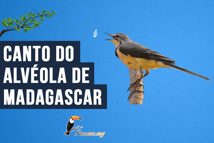 Canto do Alvéola de madagascar