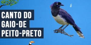 Canto do Gaio-de-peito-preto