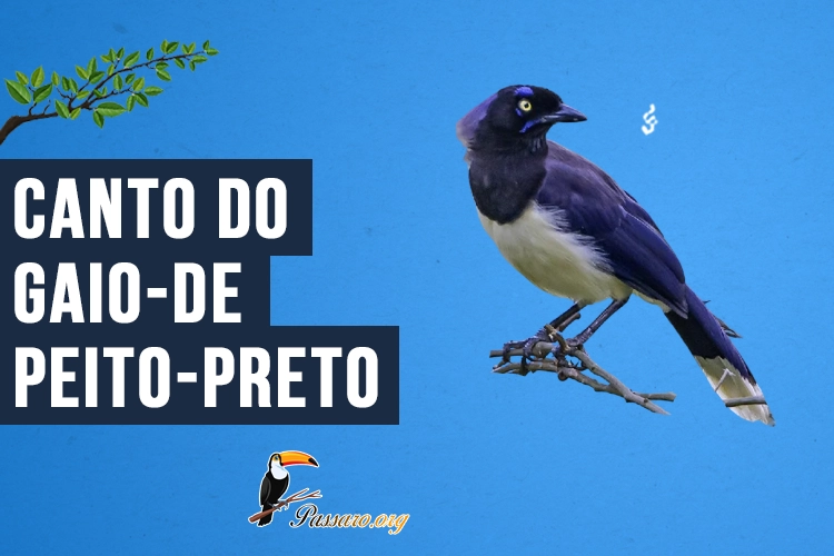 Canto do Gaio-de-peito-preto