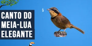 Canto do Meia-lua-elegante