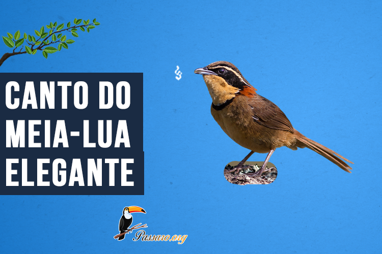 Canto do Meia-lua-elegante