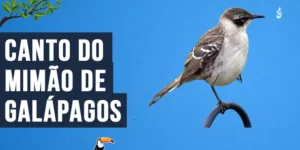 Canto do Mimão de galápagos